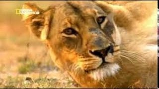 El mundo Animal Documental Leones  LA ULTIMA LEONA  una historia de sobrevivencia [upl. by Ative612]