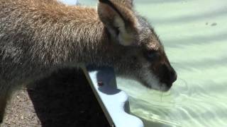 Rednecked Wallaby and Eastern Grey Kangaroo drinking [upl. by Sudnor]