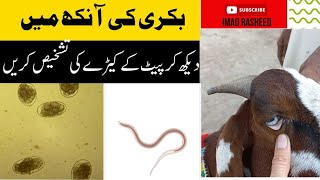 Diagnosis and treatment of heamonchus in goats I بکری میں ہیموکس کی تشخیص اور علاج [upl. by Ramled]