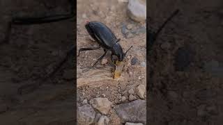 05052021 Pinacate Beetle or Desert Stink Beetle shorts [upl. by Drahcir]