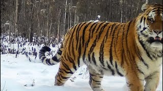 The rarest big cats and wildlife of Ussuri taiga Amur tigers amp Amur leopards [upl. by Meggie]