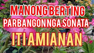 MANONG BERTING  ILOCANO BALSE ITI BIG BIGAT [upl. by Noissap]