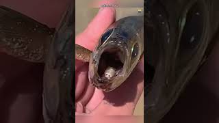 How This Parasite Eat Fish Tounge [upl. by Melc]