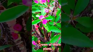 Crown of thorn plant 🌵youtubeshorts viralvideo shorts plants crown flowers youtubevloggers [upl. by Wina]