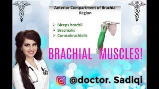 LEARN AP BRACHIAL MUSCLES WITHIN 3 MINUTE [upl. by Llebpmac414]