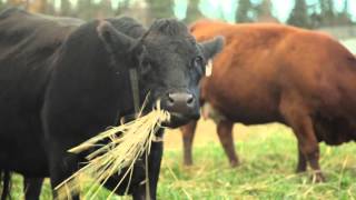 Winter Grazing Systems Managing Cattle By Type amp Body Condition [upl. by Nyliret]