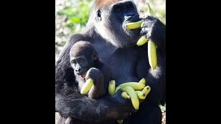 Peel A Banana In 1 Second Like Gorillas amp Monkies [upl. by Brad889]