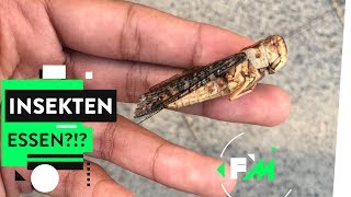 Food Challenge Insekten – Superfood oder super eklig [upl. by Idroj]