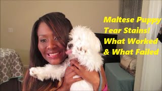 Puppy Series 2 HOW I TREAT MALTESE TEAR STAINS WHAT WORKED amp WHAT FAILED [upl. by Attenwad145]