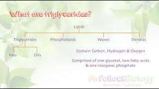 Biochemistry Triglycerides [upl. by Ocirrej956]