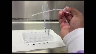 BSC1005 enzymes experiment [upl. by Sibeal]