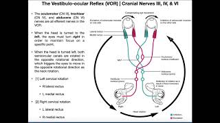 Vestibuloocular Reflex VOR  Structure amp Physiology [upl. by Ashbey]