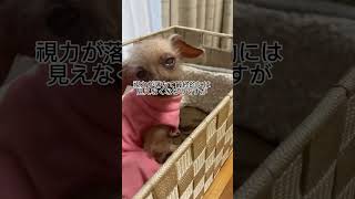 【犬の目の病気】結膜炎になりました。。 保護犬 保護犬のいる暮らし 保護犬を家族に いぬのいる暮らし 犬の気持ち 結膜炎 [upl. by Tonie715]