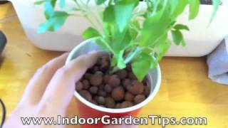 Indoor Garden Tips  Hydroponics  Transplanting Herbs From Containers To Hydroponic System [upl. by Vedetta888]