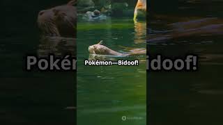 Happy Canada Day amp Bidoof Day 🎉🍁🦫🇨🇦 Bidoof Canada CanadaDay pokemon facts PlainlyPut Shorts [upl. by Yttiy833]