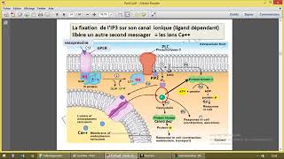 Communication cellulaire 4 phospholipase C [upl. by Kolva312]