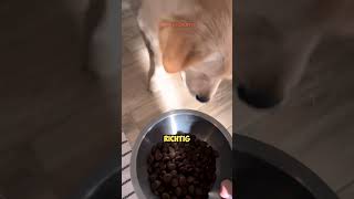 Ihr HUND ist ein GOURMET 🤣😂 [upl. by Nnairet458]