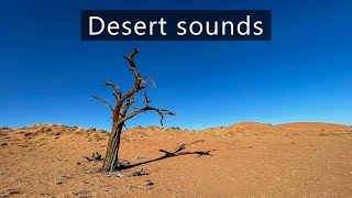 Insects swarming in the Namib desert  Nature sounds [upl. by Temirf]