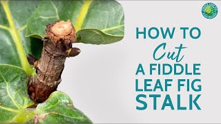 Fiddle Leaf Fig Too Big How To Cut  Revive An Overgrown Stalk  Fiddle Leaf Fig Plant Resource [upl. by Lindahl]