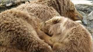 Kodiak Bear Cub Nursing [upl. by Leamaj]