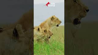 LEÕES MASSACRAM BÚFALA E SEU FILHOTE  VIDA ANIMAL vidaanimal animais buffalo lions [upl. by Assiren]