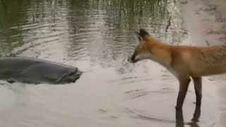 CATFISH VS FOX by Catfish World [upl. by Kendrick675]