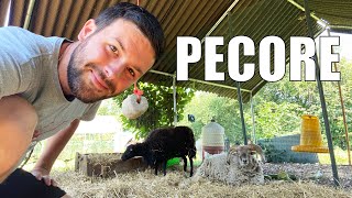 Come GESTISCO le mie PECORE 🐏🐑🐏 [upl. by Manley]