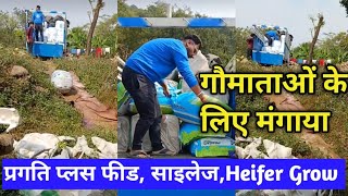 गौ माताओं के लिए मंगाया साइलेजएडवांस फीड Feed for Cows  Silage  Pragati Plus Feed  Heifer Grow [upl. by Cid947]