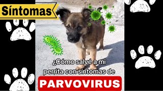 ¿Cómo salvé a mi perrita con Síntomas de Parvo Virus 🦠 [upl. by Letha]