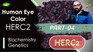 HERC2 Gene  Polymorphism  PART4  HERC2  OCA2 gene  Eye Color  Basic Science Series [upl. by Ahmed]