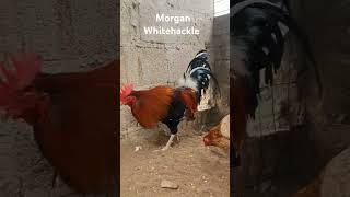 Morgan Whitehackle WHITEHACKLE gallosdecombate gallos gamefowl michelettogranja [upl. by Yazbak126]