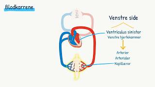 Kredsløbet Blodkarrene [upl. by Kind]