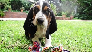 Basset Hound Puppy [upl. by Llehcam413]