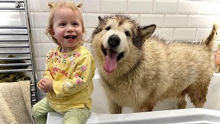 My Giant Sulking Dog Hates Bath Time But Baby Helps CUTEST EVER [upl. by Elleinnod78]