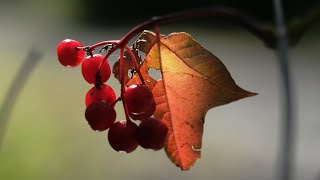 High amp Low Bush Cranberry Identification cranberry foraging [upl. by Adnahsed]