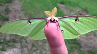 Actias Luna Moth  Green Lunar Moth [upl. by Kall]