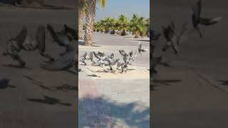 Elegant Peacock Flying Slow Motion Magic foryou adnankhanisb shortvideo duba discoveringdubai [upl. by Fante]