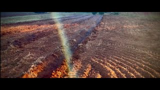 Farm Series Planting Sugar Cane [upl. by Anu]