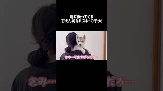 肩に乗ってくる甘えん坊なハスキーの子犬 シベリアンハスキー ハスキー ハスキー犬 [upl. by Pontus856]