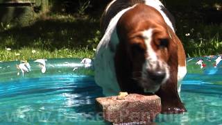 Basset Hund in Zeitlupe [upl. by Milli314]