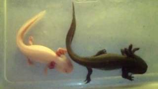 Axolotls Pair [upl. by Gilleod801]