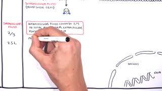 Overview of Fluid and Electrolyte Physiology Fluid Compartment [upl. by Senoj]