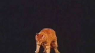 angular momentum of a cat [upl. by Akinimod]