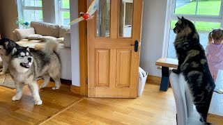 Dog And Cat React To Bird In The House Who Will Get It First [upl. by Atsed535]