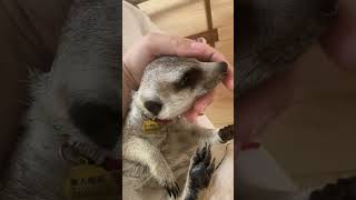 Gently stroking a meerkat pet cute pets animals [upl. by Ydnal]