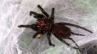 Quick feeding video of my gorgeous Macrothele gigas [upl. by Iseabal809]