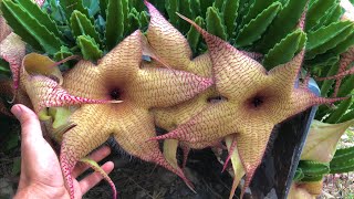 Stapelia gigantea CUIDADOS BÁSICOS de la PLANTA CADAVER [upl. by Dnalon]