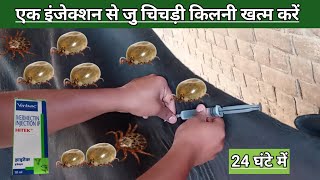 Use Veterinary injection HITEK IVERMECTIN INJECTION  गाय भैंस का जुं चिचड़ी किलनी खत्म करें तुरंत [upl. by Llieno]