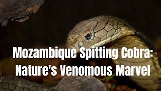 Mozambique Spitting Cobra Natures Venomous Marvel [upl. by Adigun]