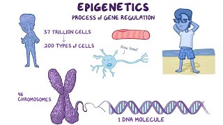 Epigenetics  The Key to Understanding Disease Development 5 Minutes [upl. by Rider415]